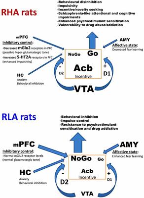 A Genetic Model of Impulsivity, Vulnerability to Drug Abuse and Schizophrenia-Relevant Symptoms With Translational Potential: The Roman High- vs. Low-Avoidance Rats